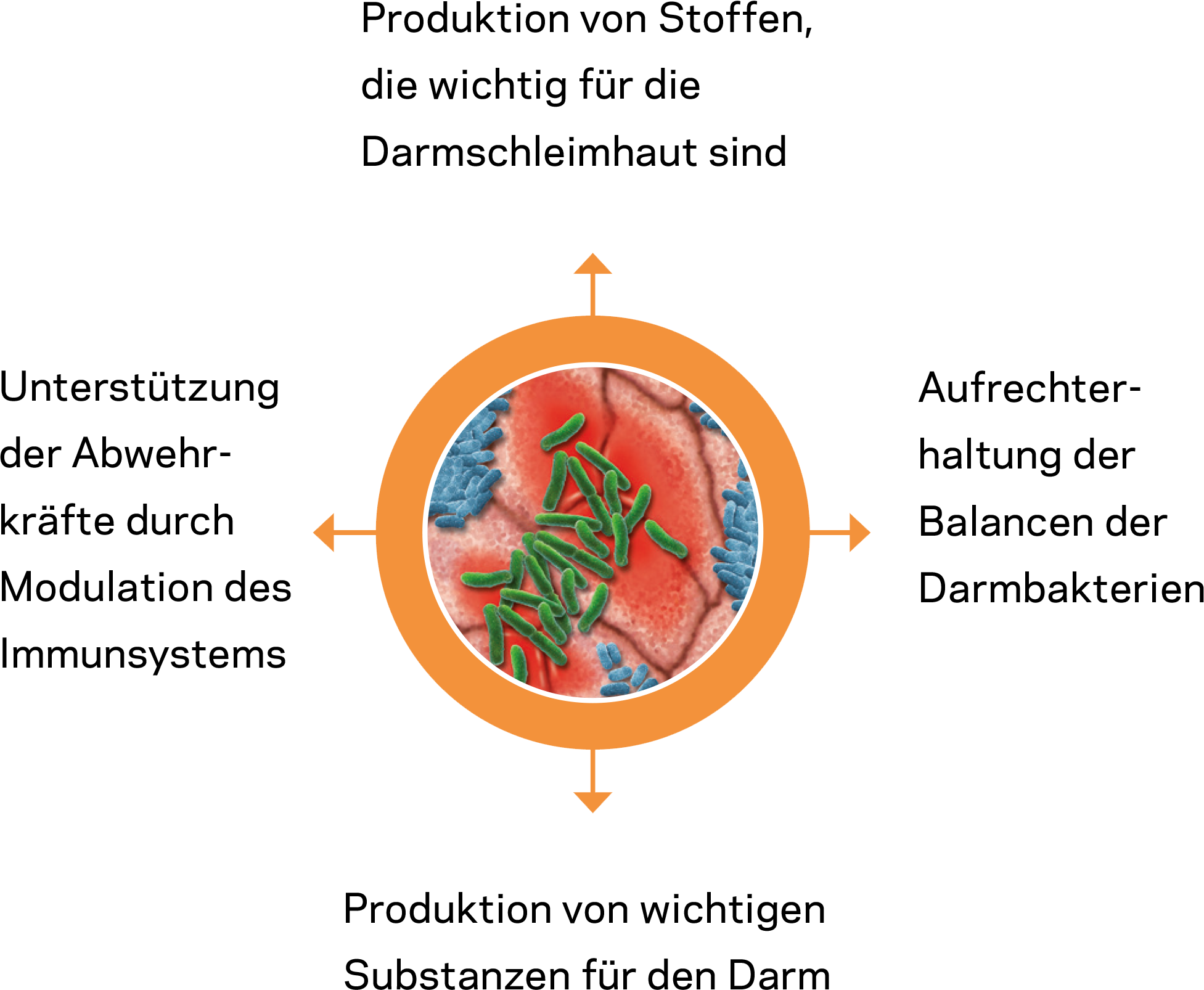 Darmeigenes Immunsystem - Orthomed Orthomolekulare Ernährungsmedizin